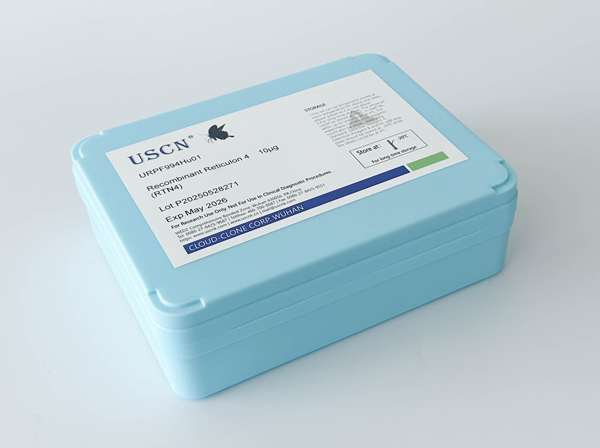 Ⅳ型膠原α1(COL4a1)重組蛋白