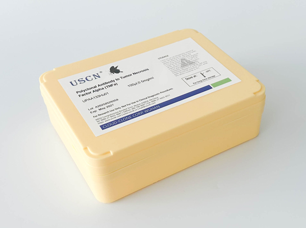 尾型同源框轉(zhuǎn)錄因子2(CDX2)多克隆抗體